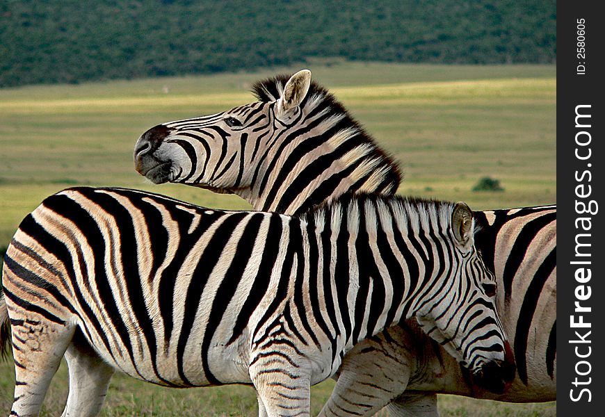 Two zebras playing in Addo Elephant National Park