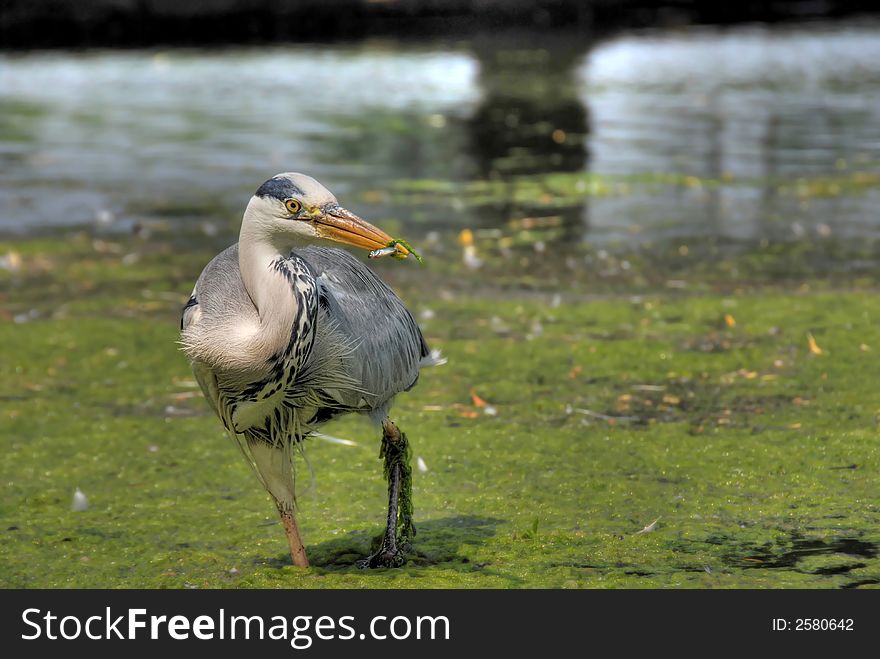Grey heron with fish in its beak