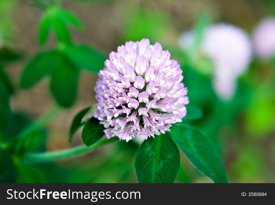 A clover plant in bloom - macro close-up shallow depth of field. A clover plant in bloom - macro close-up shallow depth of field.