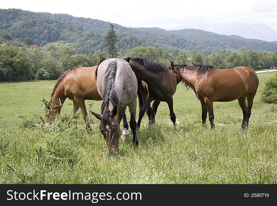 Family of horses on a field. Family of horses on a field