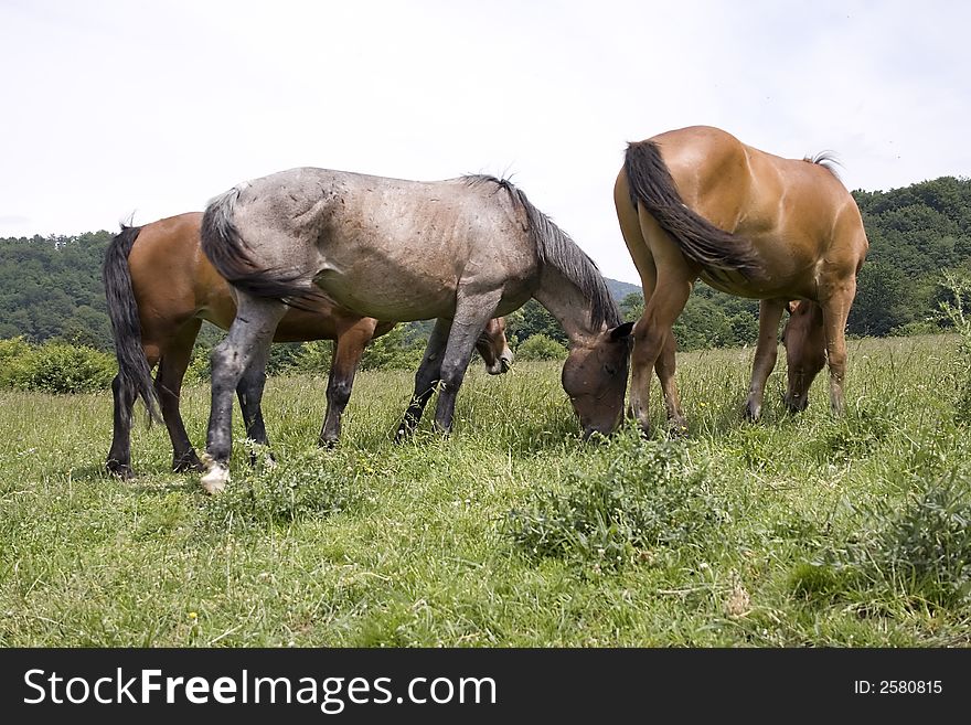 Family of horses on a field. Family of horses on a field