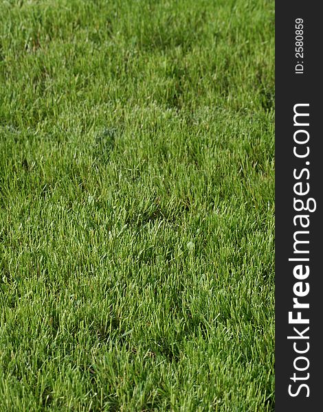 Fresh green grass for background