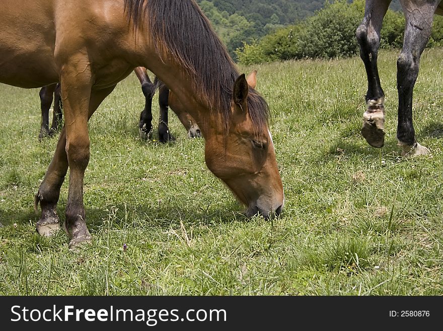 Family of horses on a field. Family of horses on a field