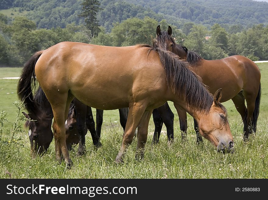 Family of horses on a field. Family of horses on a field