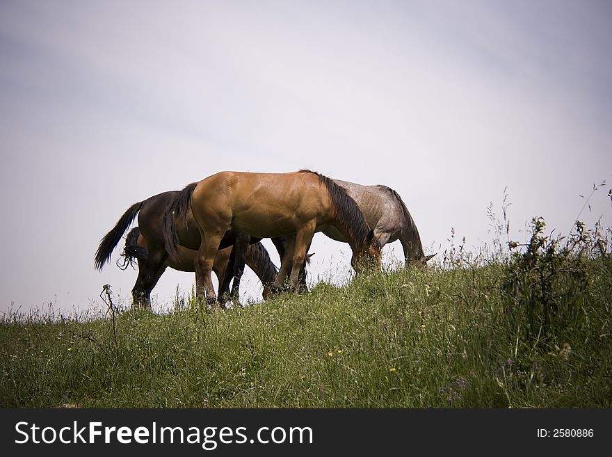 Family of horses on a field. Family of horses on a field