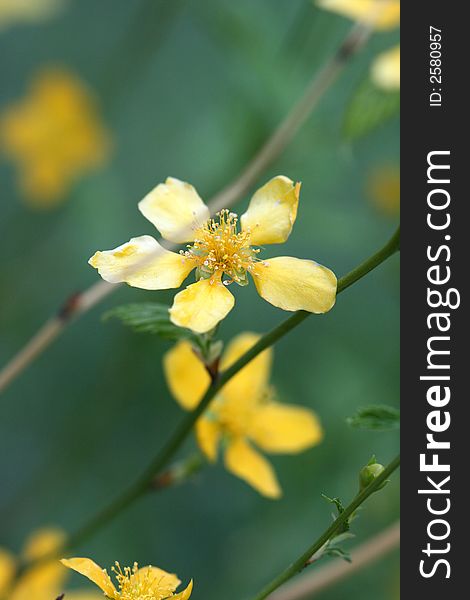 Yellow flower on green background