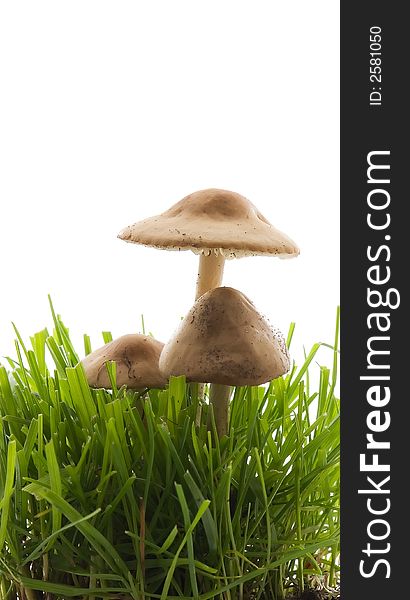 Mushrooms growing in grass isolated on white