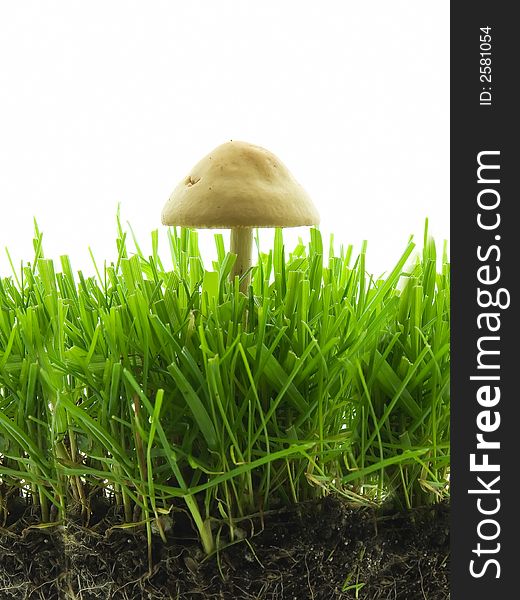 Mushroom growing in grass isolated on white