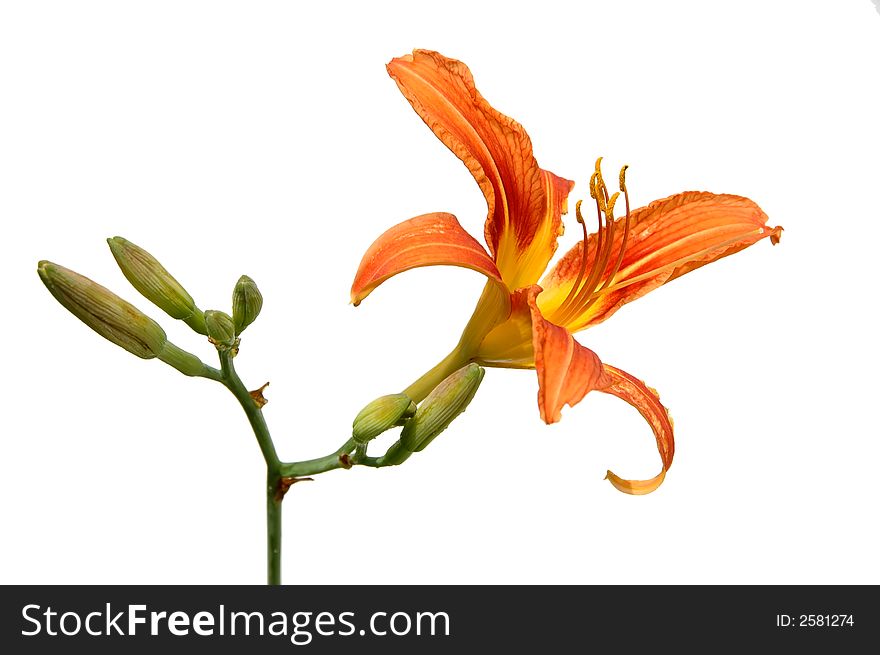 Lily in orange tones isolated against a white background