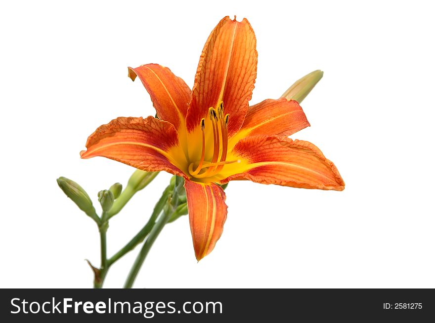Lily in orange tones isolated against a white background