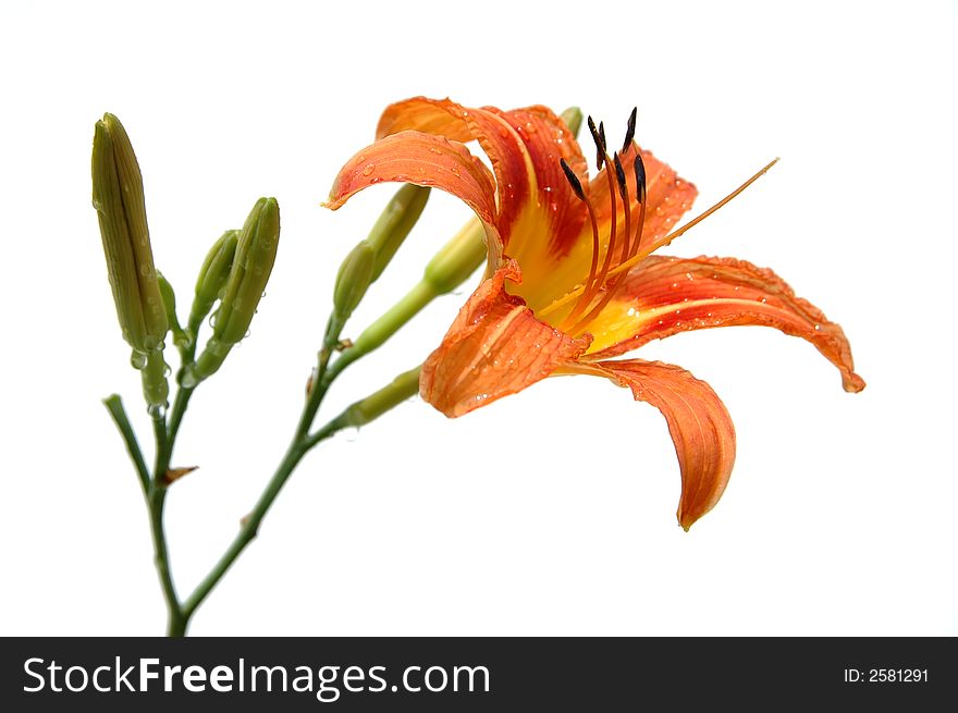 Lily in orange tones isolated on white background