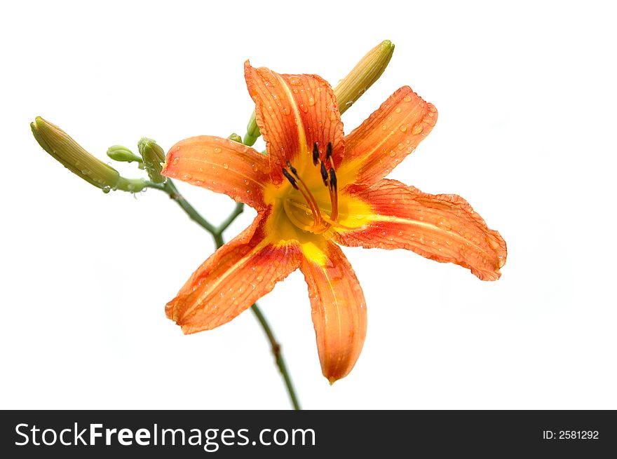 Lily in orange tones isolated on white background