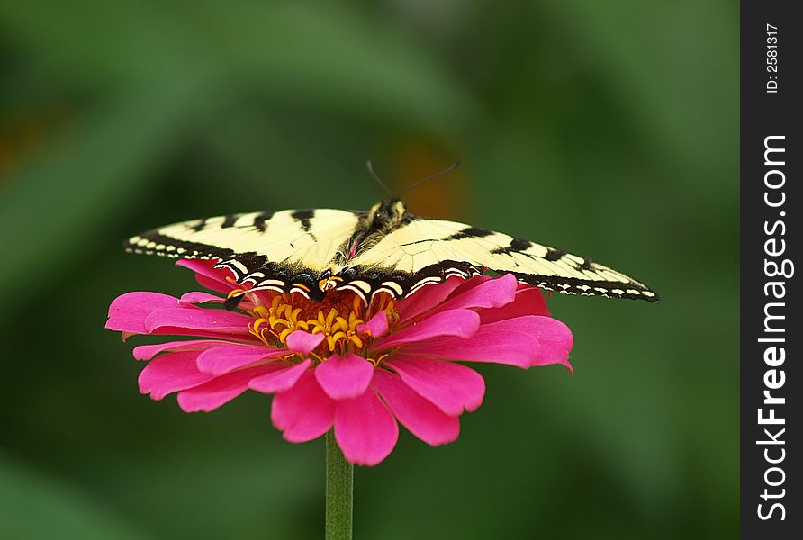 A swallowtail butterfly rests on a brightly colored flower.