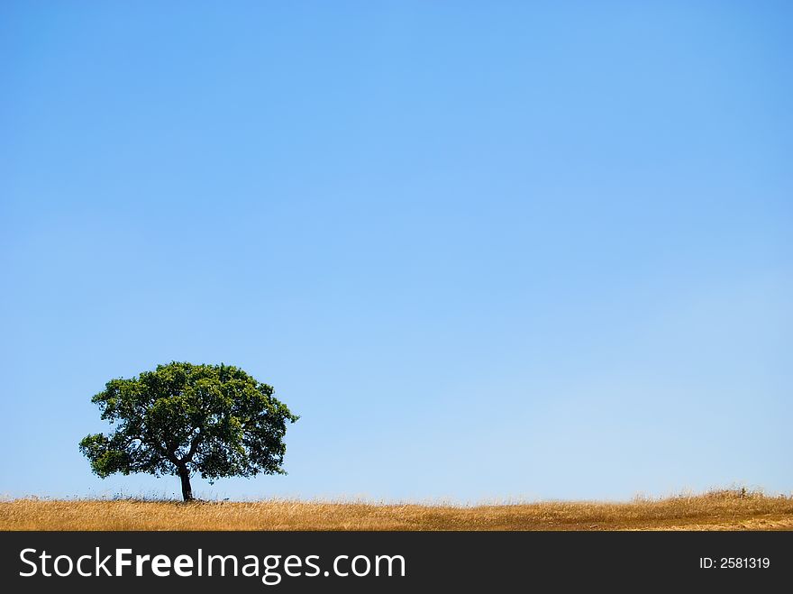 Golden summer wheat landscape, corn farming field. Golden summer wheat landscape, corn farming field