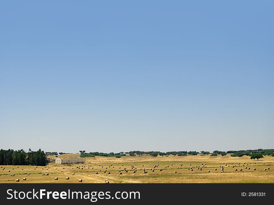 Golden summer wheat landscape, corn farming field. Golden summer wheat landscape, corn farming field