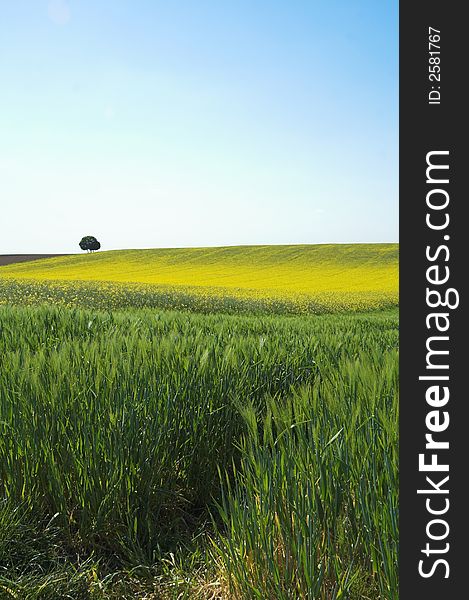 A lonely tree on a canola field.