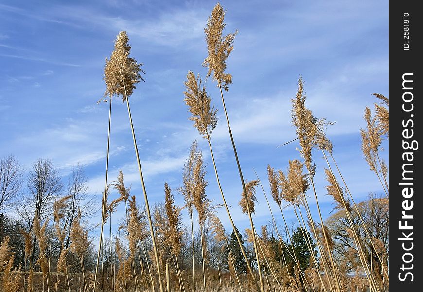 High grass in the fall on the beach on a light cloudy blue sky.