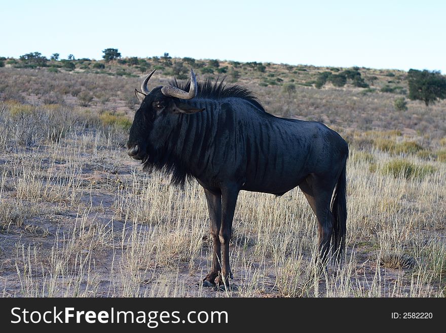 A Blue Wildebeest or Gnu (Connochaetes taurinus) just before sunrise in the ephemeral Auob River, Kalahari Desert. A Blue Wildebeest or Gnu (Connochaetes taurinus) just before sunrise in the ephemeral Auob River, Kalahari Desert.