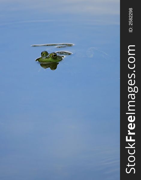 Submerged Frog