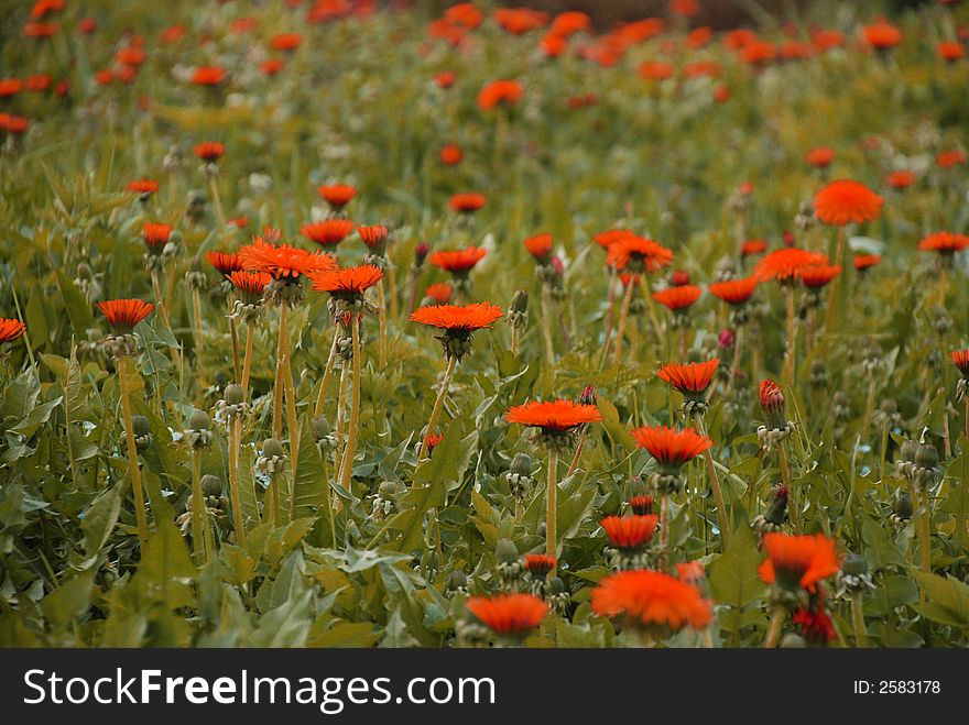 Orange flowers in the park. Orange flowers in the park