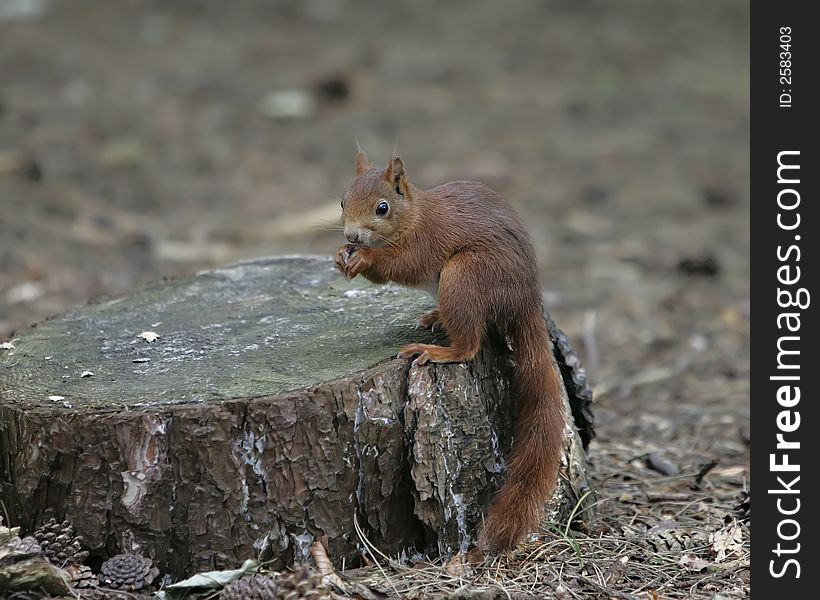 Red squirrel sitting on treestump at Formby Point, Mersyside, UK.