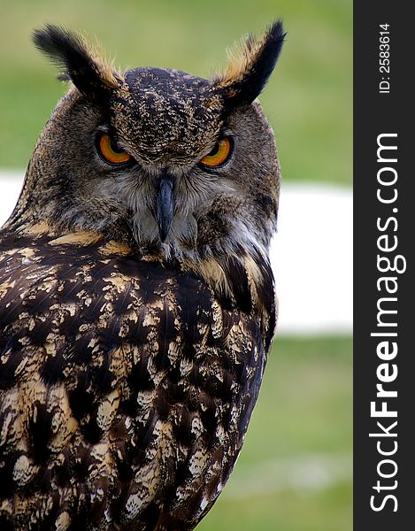 Great horned Owl taken at meadowfest