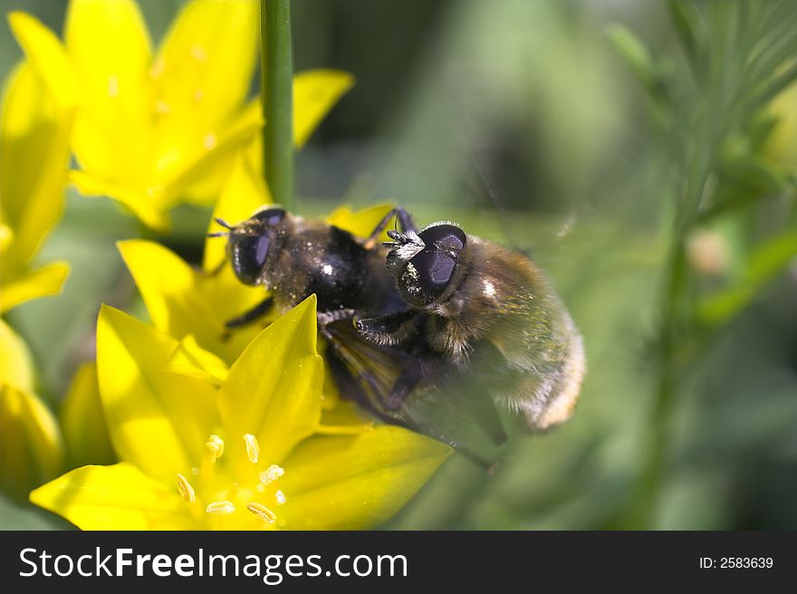 Bees On Flower