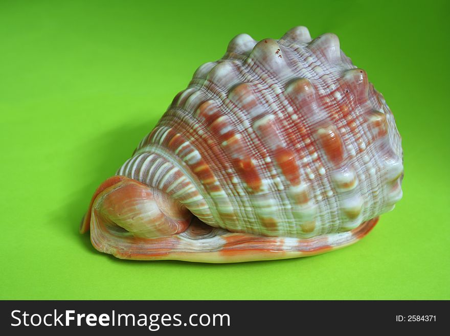 Sea Shell on a green back ground