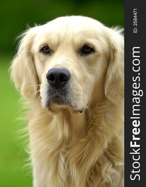 Golden retriever enjoying the sunshine in the park. Golden retriever enjoying the sunshine in the park