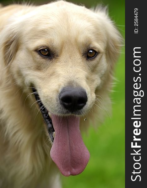 Golden retriever staring intesively into the camera. Golden retriever staring intesively into the camera.