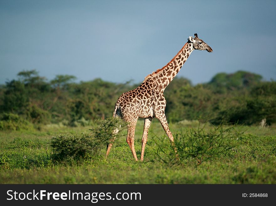 Masai giraffe in Masai Mara national park Kenya