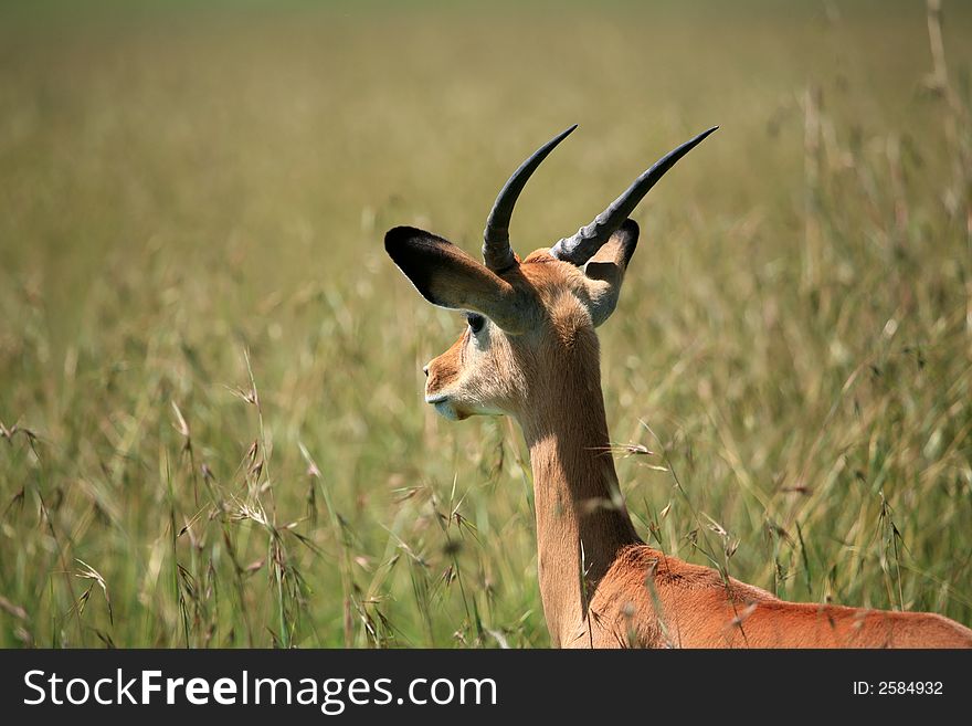 Young male impala in Masai Mara national park Kenya