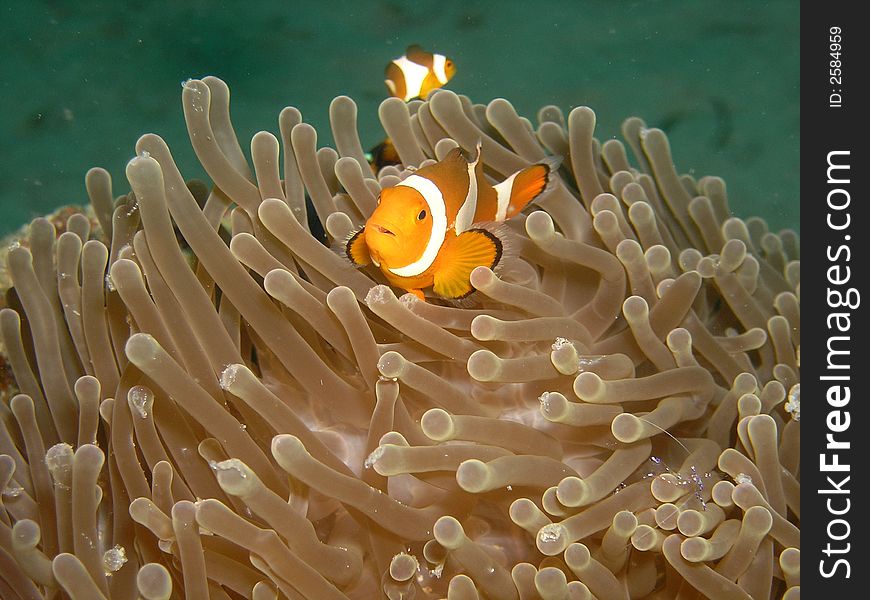 Juvenile clown fish and glass shrimp anemone