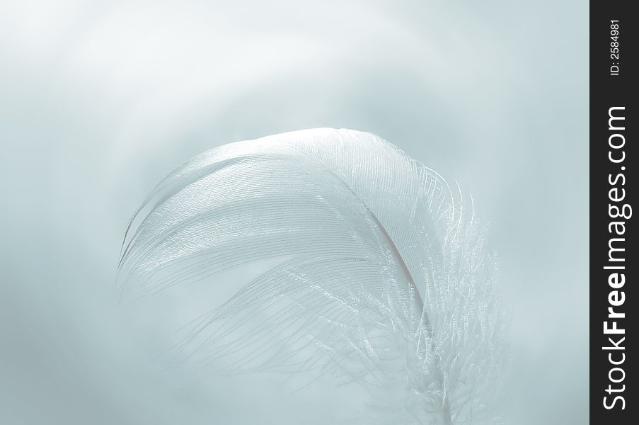 Illustration showing close-up view of a bird feather in gentle blue tones. Illustration showing close-up view of a bird feather in gentle blue tones.