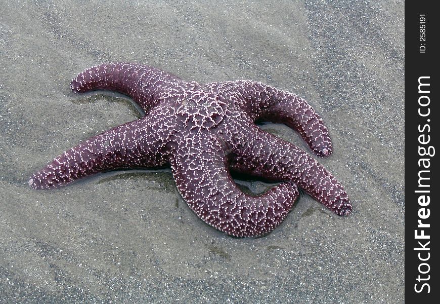 Purple starfish in wet sand from pacific coast