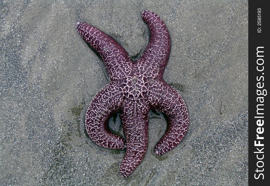 Purple starfish in wet sand from pacific coast