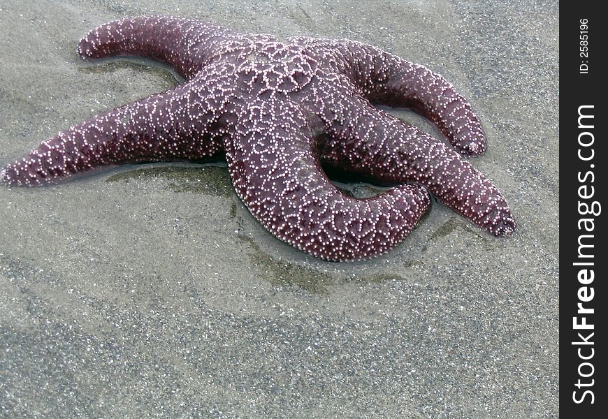 Purple starfish in wet sand from Pacific coast