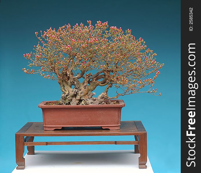 Mountain azalea, Azualea kusianum, 50 cm high, more thatn 100 years old, collected in China, pot Chinese, owner Melvyn Goldstein. Mountain azalea, Azualea kusianum, 50 cm high, more thatn 100 years old, collected in China, pot Chinese, owner Melvyn Goldstein