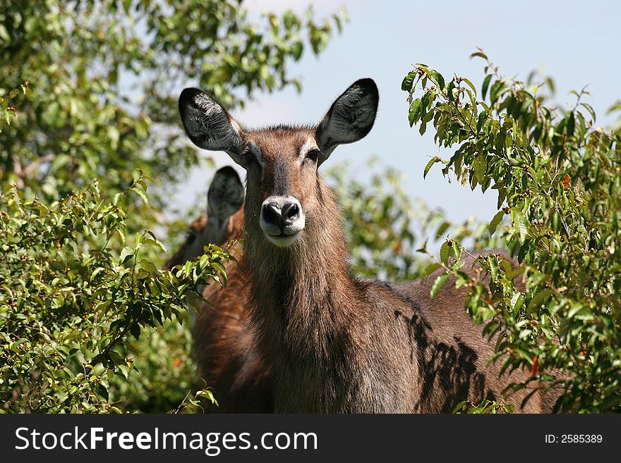 Waterbuck in Tsavo east national park Kenya. Waterbuck in Tsavo east national park Kenya