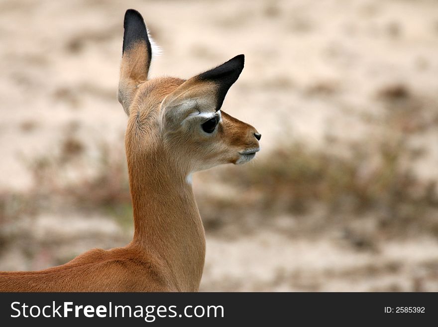 Impala in Tsavo East National Park Kenya