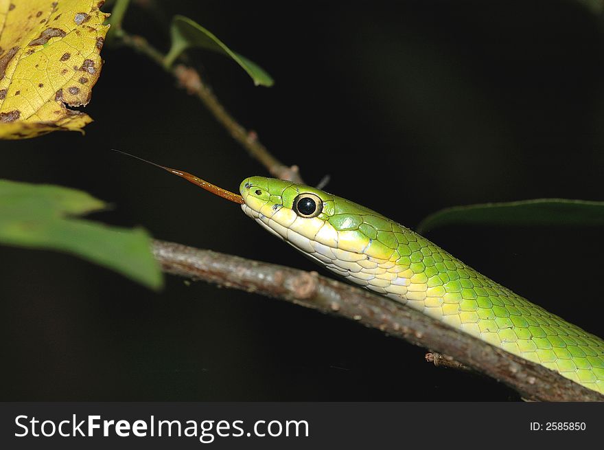 A rough green snake blends in with the environment by looking like a twig or a branch.