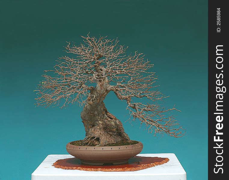 Chinese elm bonsai in spring