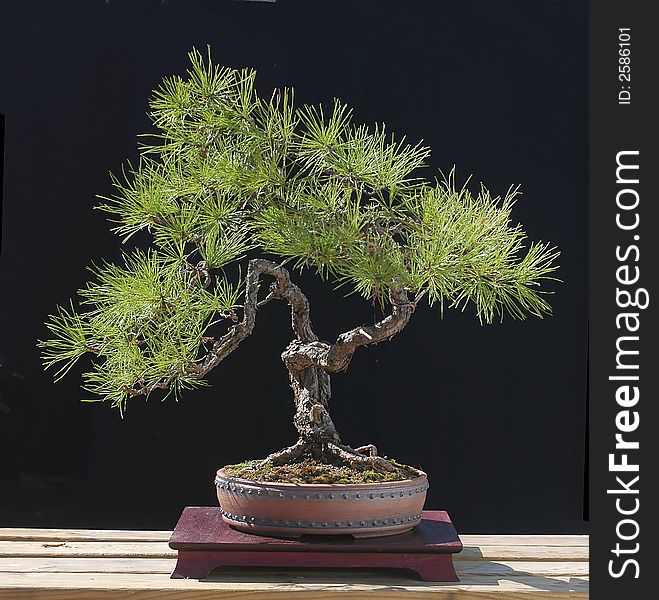 Pitvh pine, Pinus rigida, 60 cm high, owner Jim Doyle. Pitvh pine, Pinus rigida, 60 cm high, owner Jim Doyle