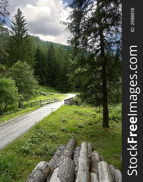 A nice country road thru the forest. A nice country road thru the forest