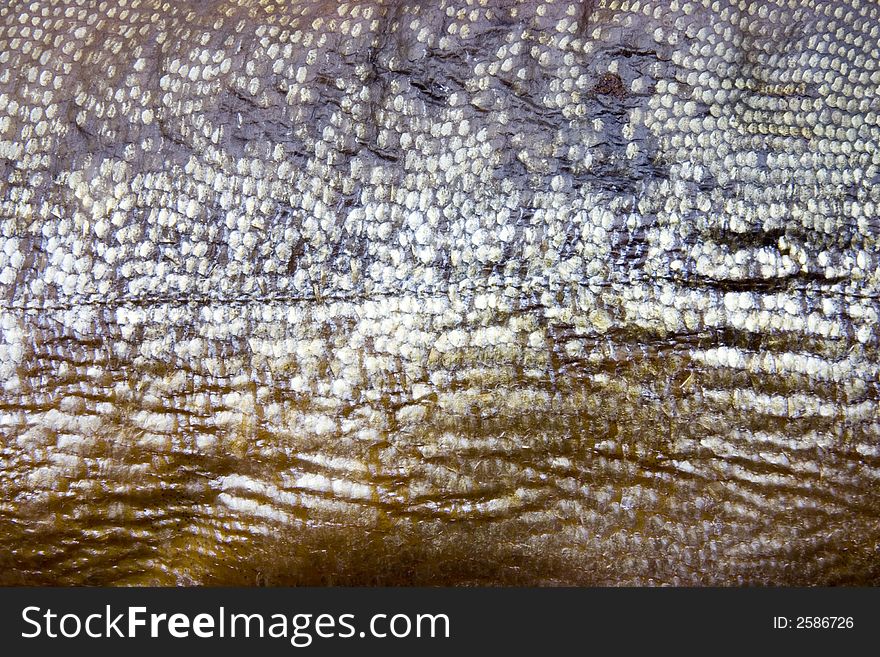 Fish skin as a background. Fish skin as a background