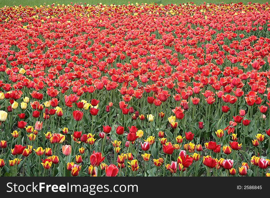 Many the beautiful revealed multi-coloured tulips on a floor. Many the beautiful revealed multi-coloured tulips on a floor.