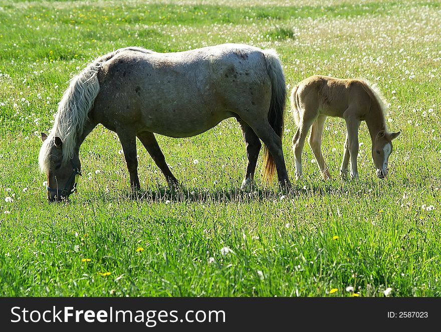 A horse and foal grazing together in a sunny field.