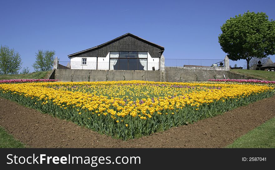 Yellow Tulips In A Garden