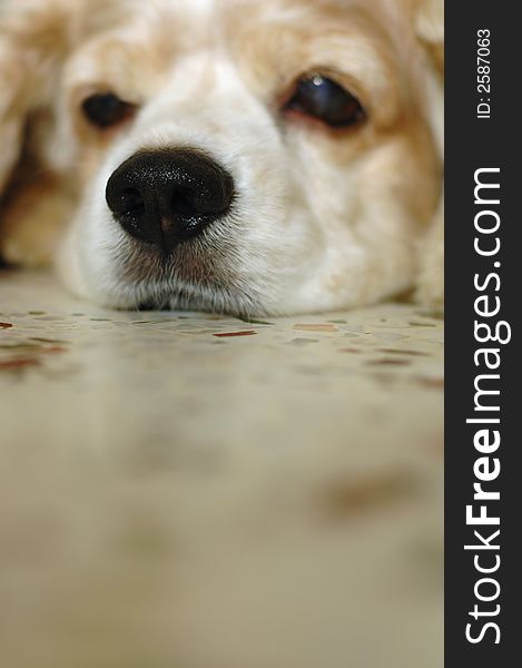 A cocker spaniel sleeping peacefully,shallow focus on the nose. A cocker spaniel sleeping peacefully,shallow focus on the nose.