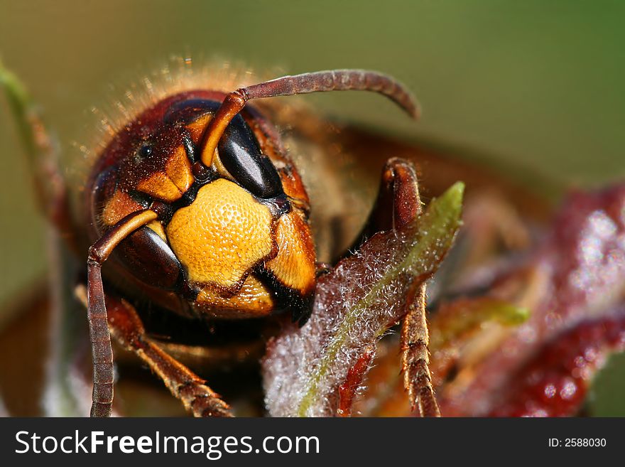 Macro of yellow hornet on leaf